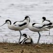 Avocettes élégantes