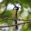 Mésange chardonnière