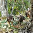 Les particularités de la population portugaise d’Aigles de Bonelli