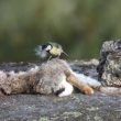 La Mésange charbonnière aime garnir son nid avec de la fourrure