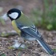 Mésange charbonnière et poils de chat