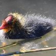 Bébé de Foulque macroule