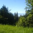 Le col de la Faucille (Ain) : observer les oiseaux des alpages et des forêts montagnardes