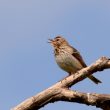 Pipit des arbres