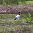 Ibis sacré