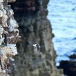 Guillemots de Troïl au cap Fréhel