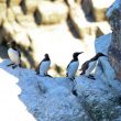 Guillemot de Troïl au cap Fréhel