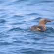 Guillemot de Troïl