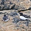 Pingouins tordas au repos