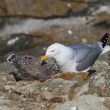 Goéland argenté et son poussin