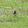 Hirondelle rustique avec des matériaux pour son nid