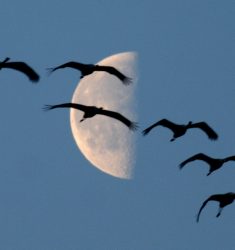 10ème Fête de la Grue