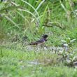 Hirondelle rustique cherchant des matériaux pour son nid