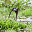 Hirondelle de fenêtre s’envolant