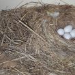 Oeufs de Rougequeue noir dans notre salle de bains