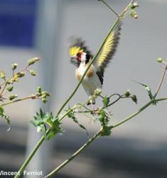 Concours et exposition « Nature urbaine » au parc de la Poudrerie (93)