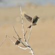 Pipits farlouses