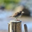 Pipit farlouse avec insecte dans bec