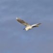 Aigrette garzette en vol