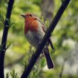 Le compas stellaire des oiseaux serait indépendant de leur compas magnétique