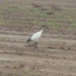 Ibis sacré à Menfig