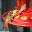 Les mantes peuvent attaquer et manger des oiseaux