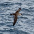 Le Puffin majeur : peu connu et pourtant abondant en août dans l’Atlantique Nord