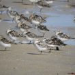 Bécasseau sanderling avec une moule sur la patte !