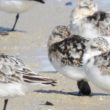 Bécasseau sanderling avec une moule sur la patte !