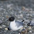 Première tentative connue de nidification de la Mouette de Bonaparte dans le Paléarctique occidental