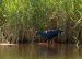 Talève sultane | Purple Gallinule | Porphyrio porphyrio