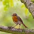 Rougegorge familier avec un insecte dans le bec