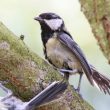 Mésange chardonnière