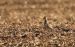 Pluvier guignard | Eudromias morinellus | Eurasian Dotterel