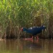 Une Talève sultane en baie de Somme !