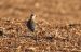 Pluvier guignard | Eudromias morinellus | Eurasian Dotterel