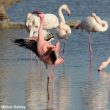 Le Flamant nain n’est plus considéré comme une espèce rare en Espagne