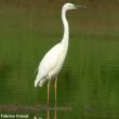 Aigrette garzette aux doigts rouges et Grande Aigrette aux pattes rouges