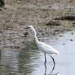 Aigrette garzette