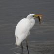 Grande Aigrette pêchant une perche