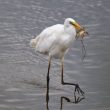 Grande Aigrette ayant attrapé une perche