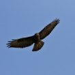 Buse variable en vol