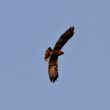 Buse variable en vol