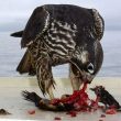 Le Faucon pèlerin peut se poser sur les bateaux puis chasser les oiseaux