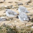 Bécasseaux sanderlings