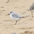 Bécasseau sanderling