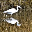 Aigrette garzette