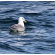 Fulmar boréal