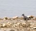 Pluvier bronzé | Pluvialis dominica | American Golden Plover