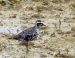 Pluvier bronzé | Pluvialis dominica | American Golden Plover